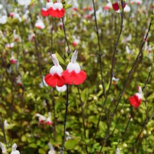 Salvia x jamensis 'Hot Lips' ---